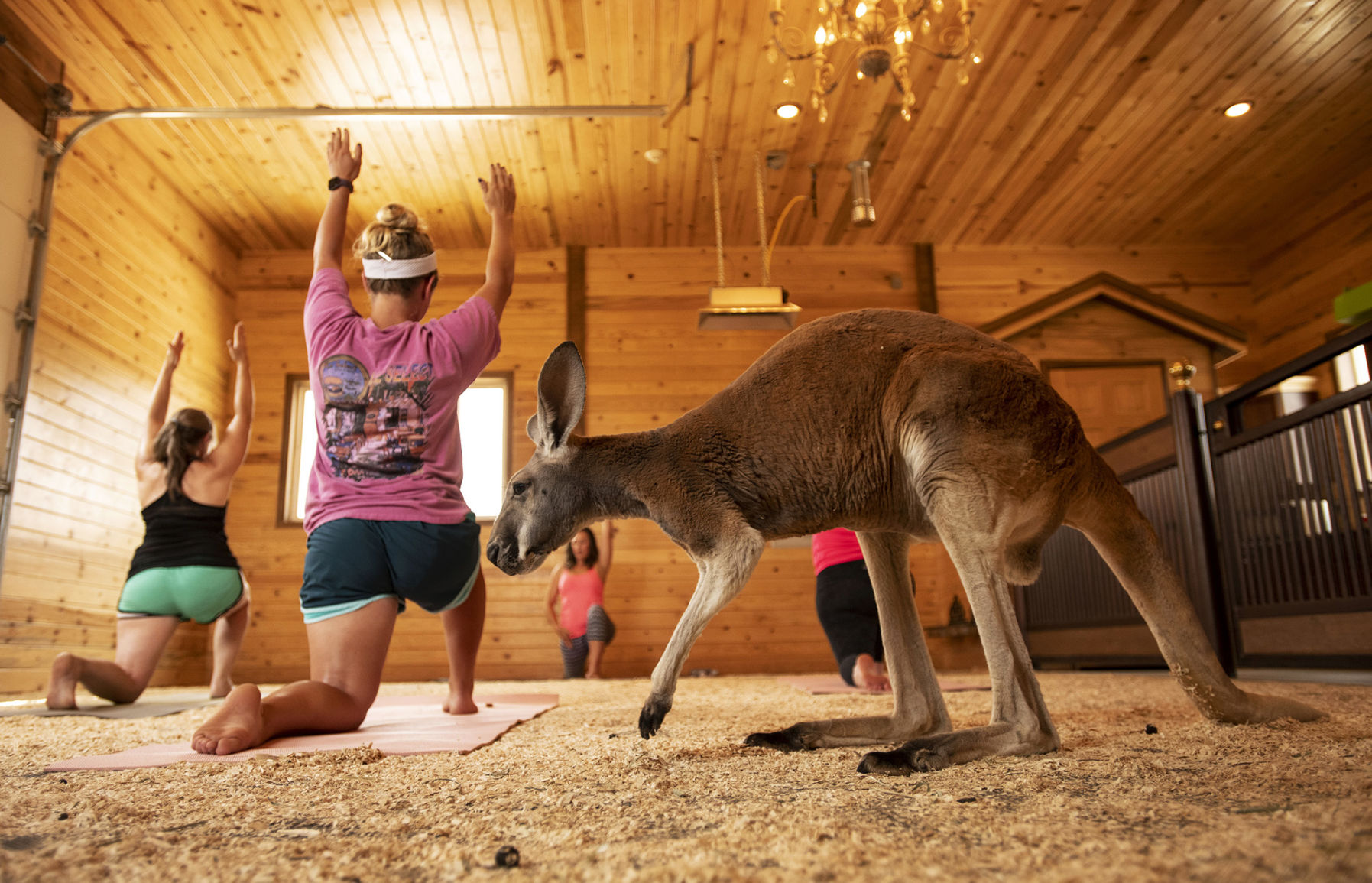 Kangaroo yoga